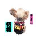 ヨークシャーテリアのトイくん（個別スタンプ：11）