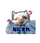 ヨークシャーテリアのトイくん（個別スタンプ：13）