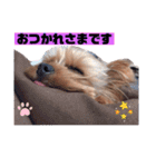 ヨークシャーテリアのトイくん（個別スタンプ：14）