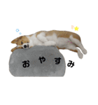 パピーコーギー “ らてさん☕ ”（個別スタンプ：2）