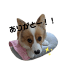 パピーコーギー “ らてさん☕ ”（個別スタンプ：3）