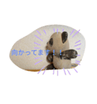 パンダとおばけ、2（個別スタンプ：5）
