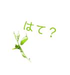 花ことば。（個別スタンプ：1）