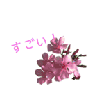花ことば。（個別スタンプ：8）