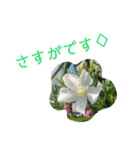 花ことば。（個別スタンプ：13）