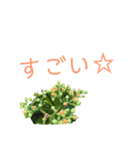 花ことば。（個別スタンプ：18）