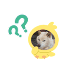 ChiyaCoroあいさつスタンプ 1（個別スタンプ：9）