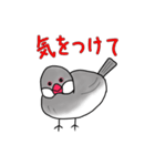 文鳥スタンプ むすちゃんだよ Vol.2（個別スタンプ：12）