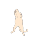色猫スタンプ（個別スタンプ：3）