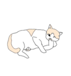 色猫スタンプ（個別スタンプ：29）