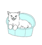 色猫スタンプ（個別スタンプ：31）