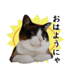 猫のビスくん【ビスタンプ】（個別スタンプ：1）