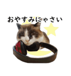 猫のビスくん【ビスタンプ】（個別スタンプ：2）