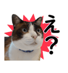 猫のビスくん【ビスタンプ】（個別スタンプ：4）