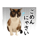 猫のビスくん【ビスタンプ】（個別スタンプ：5）