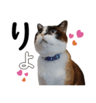 猫のビスくん【ビスタンプ】（個別スタンプ：7）