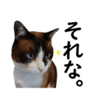猫のビスくん【ビスタンプ】（個別スタンプ：8）