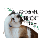 猫のビスくん【ビスタンプ】（個別スタンプ：9）