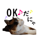 猫のビスくん【ビスタンプ】（個別スタンプ：10）