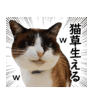 猫のビスくん【ビスタンプ】（個別スタンプ：11）