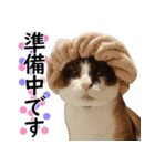 猫のビスくん【ビスタンプ】（個別スタンプ：13）