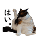猫のビスくん【ビスタンプ】（個別スタンプ：14）
