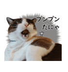 猫のビスくん【ビスタンプ】（個別スタンプ：15）