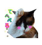 猫のビスくん【ビスタンプ】（個別スタンプ：16）