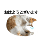 【猫写真】仲良し兄妹猫スタンプ（個別スタンプ：1）