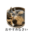 【猫写真】仲良し兄妹猫スタンプ（個別スタンプ：2）