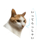 【猫写真】仲良し兄妹猫スタンプ（個別スタンプ：5）