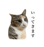 【猫写真】仲良し兄妹猫スタンプ（個別スタンプ：6）
