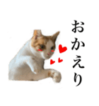 【猫写真】仲良し兄妹猫スタンプ（個別スタンプ：8）