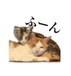 【猫写真】仲良し兄妹猫スタンプ（個別スタンプ：9）