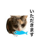 【猫写真】仲良し兄妹猫スタンプ（個別スタンプ：13）