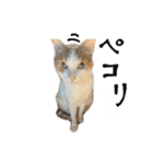 【猫写真】仲良し兄妹猫スタンプ（個別スタンプ：16）