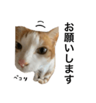 【猫写真】仲良し兄妹猫スタンプ（個別スタンプ：19）