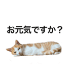 【猫写真】仲良し兄妹猫スタンプ（個別スタンプ：21）