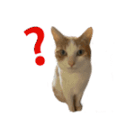 【猫写真】仲良し兄妹猫スタンプ（個別スタンプ：22）