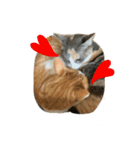 【猫写真】仲良し兄妹猫スタンプ（個別スタンプ：25）