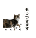 【猫写真】仲良し兄妹猫スタンプ（個別スタンプ：28）