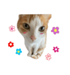 【猫写真】仲良し兄妹猫スタンプ（個別スタンプ：30）