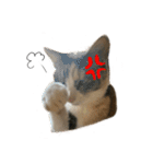 【猫写真】仲良し兄妹猫スタンプ（個別スタンプ：32）