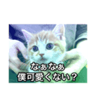 山ちゃんの可愛い猫（個別スタンプ：1）