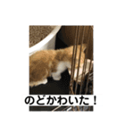 山ちゃんの可愛い猫（個別スタンプ：2）