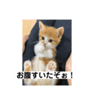山ちゃんの可愛い猫（個別スタンプ：3）