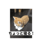 山ちゃんの可愛い猫（個別スタンプ：4）