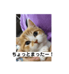 山ちゃんの可愛い猫（個別スタンプ：5）
