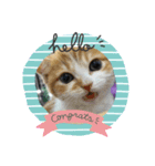 山ちゃんの可愛い猫（個別スタンプ：6）
