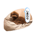 原ロコ（個別スタンプ：1）